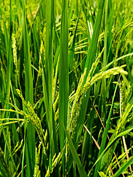 dự đoán xsmb